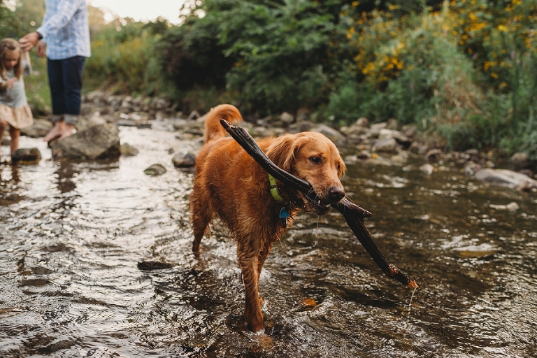creek puppy